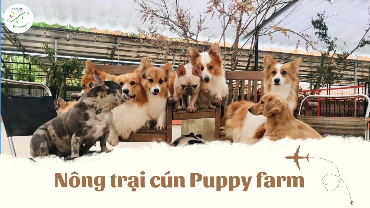 Nông trại cún Puppy Farm