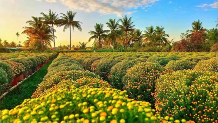 Cánh đồng hoa Sa Đéc rực rỡ trong tour vườn quýt Vung Lai