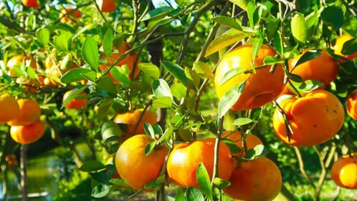 Quýt chín trên cây tại vườn quýt Vung Lai