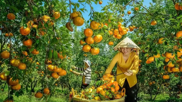 Trải nghiệm thu hoạch quýt tại vườn quýt Vung Lai