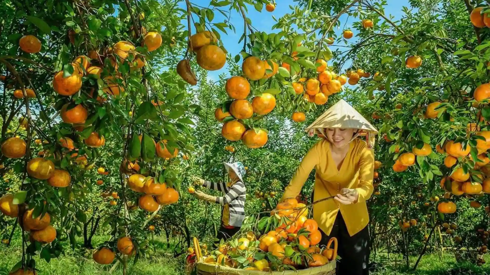 Trải nghiệm thu hoạch quýt tại vườn quýt Lai Vung