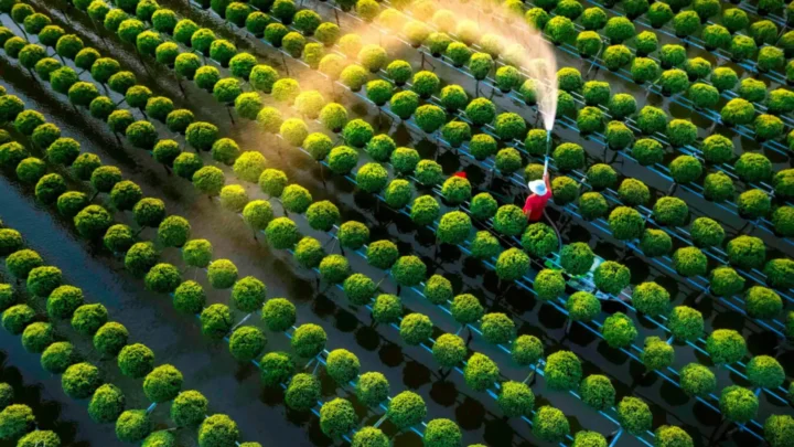 Toàn cảnh vườn hoa Sa Đéc trong tour vườn quýt Vung Lai