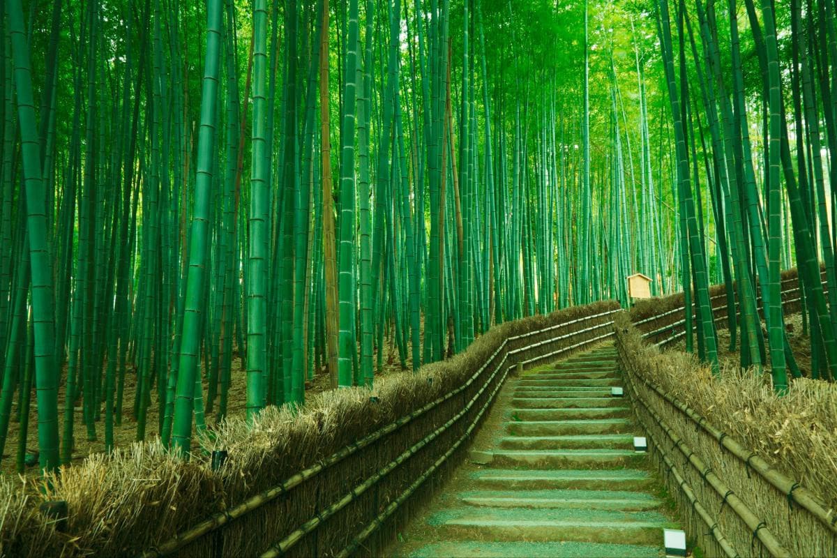 Rừng tre Sagano Kyoto