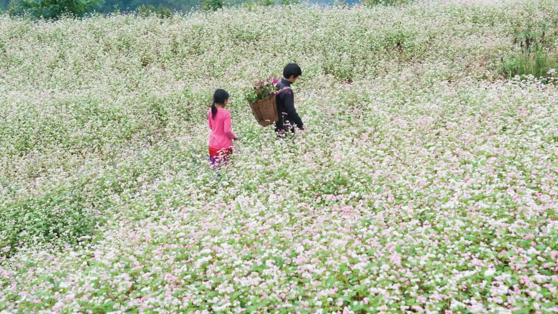 Sủng Là với những cánh đồng hoa rộng lớn