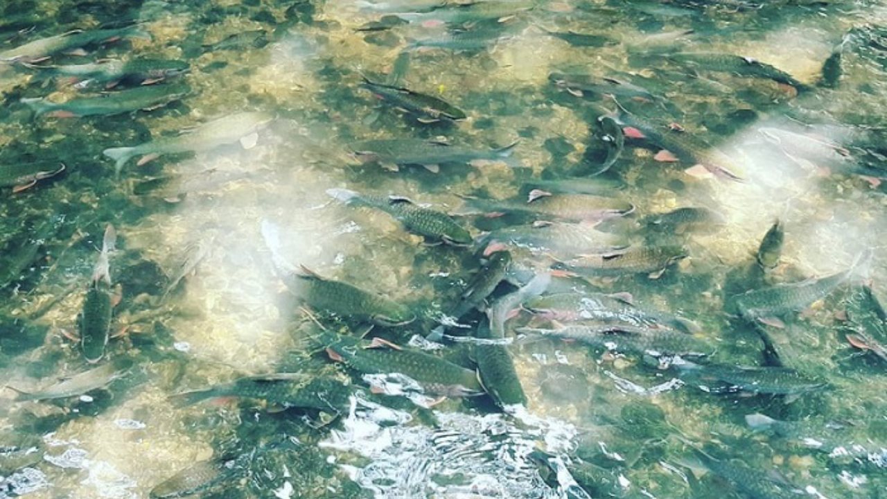 Suối cá thần ở Thanh Hoá
