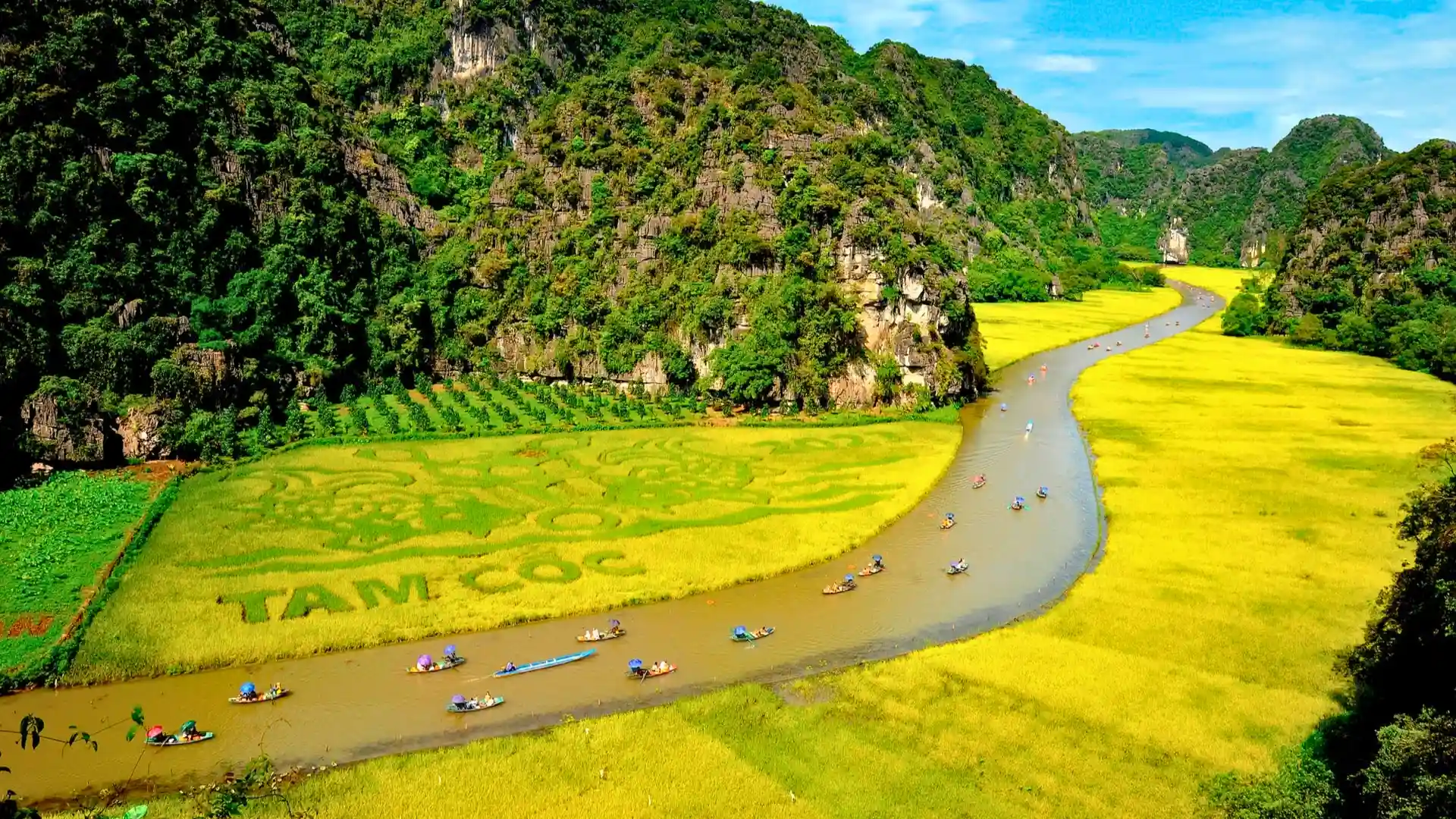 Tam Cốc - Bích Động nổi bật với ruộng lúa xanh mướt