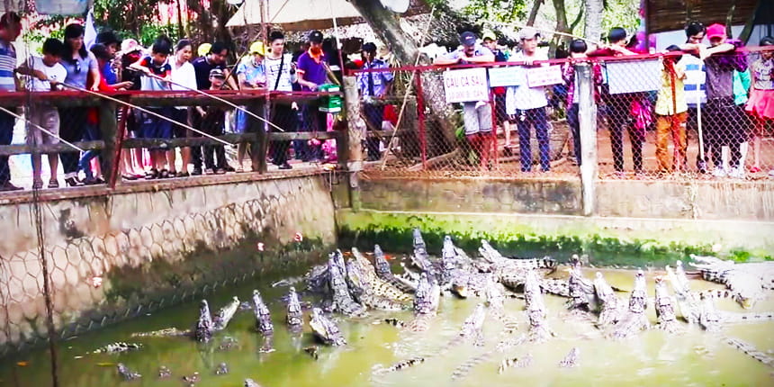 Tham quan trại nuôi cá sấu tại Cồn Phụng