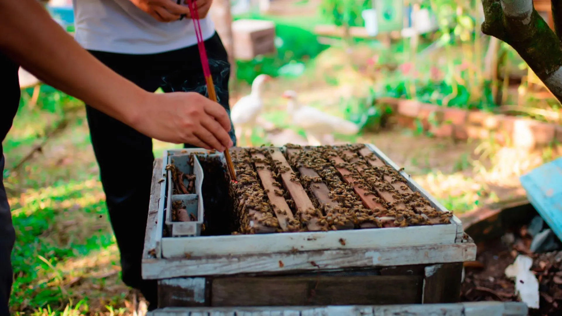 tour miền tây 1 ngày tham quan trại nuôi ong mật
