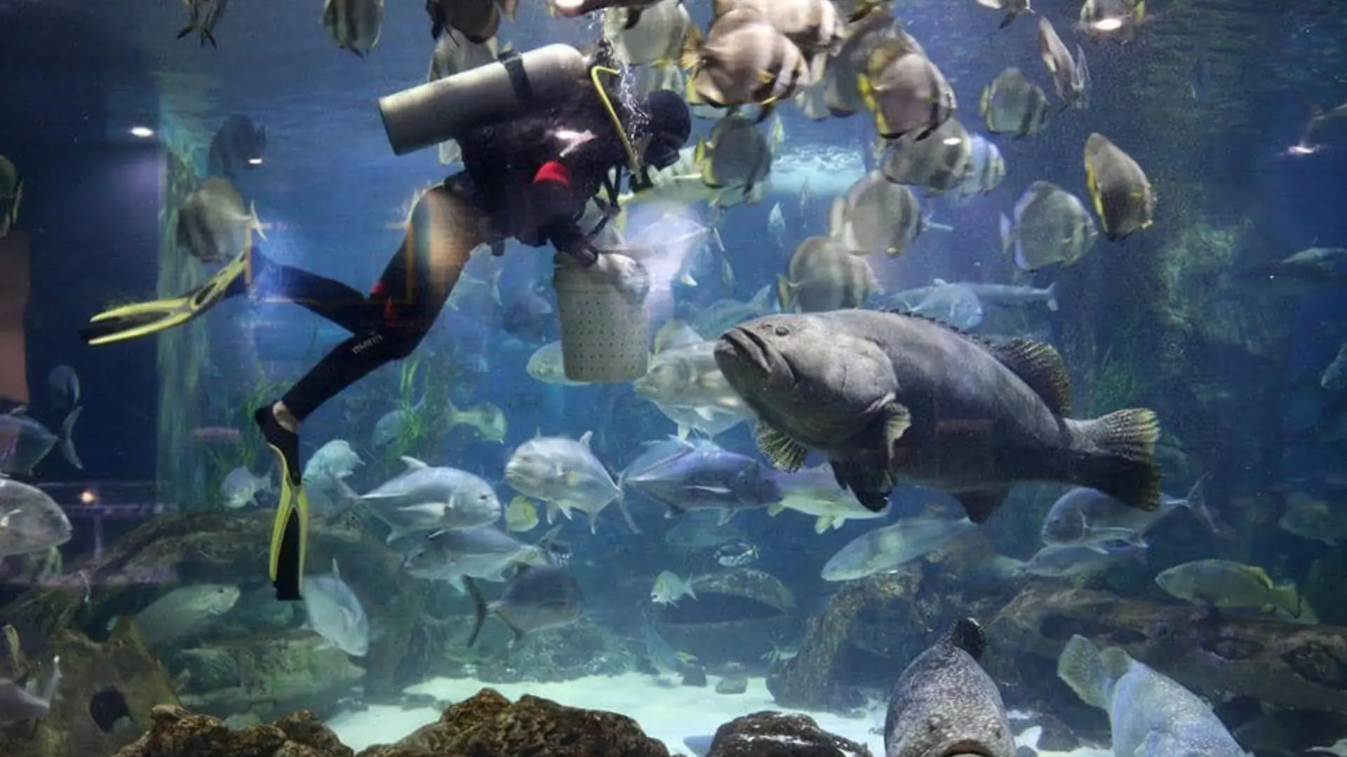 Thợ lặn cho cá ăn tại Thủy cung Vinpearl Nha Trang