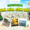 tour côn đảo hè