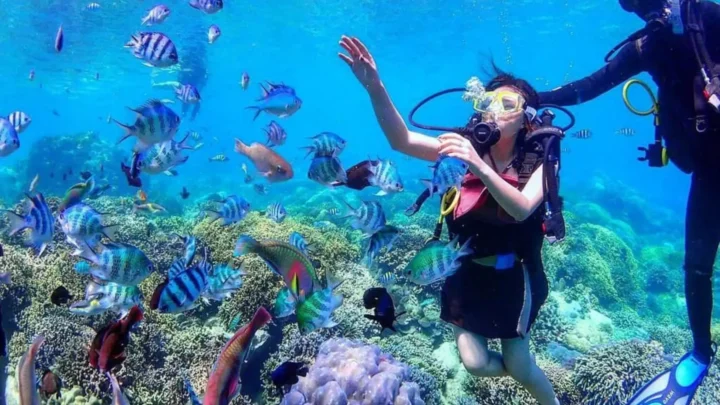 Lặn ngắm san hô với những rạn san hô lạ và đầy màu sắc tại Cù Lao Câu