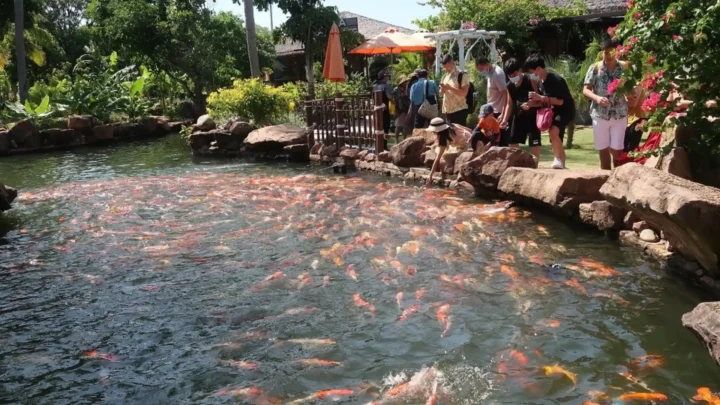 tour-du-lich-phu-quoc-nu-cuoi-me-kong-ho-ca-koi