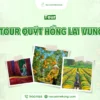 Tour du lịch vườn quýt hồng Lai Vung Sa Đéc 1 ngày từ Cần Thơ