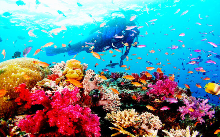 Tour lặn ngắm san hô Phú Quốc giá rẻ