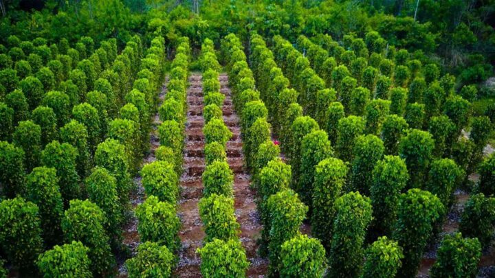 tour phu quoc 4N3D vuon tieu nu cuoi me kong