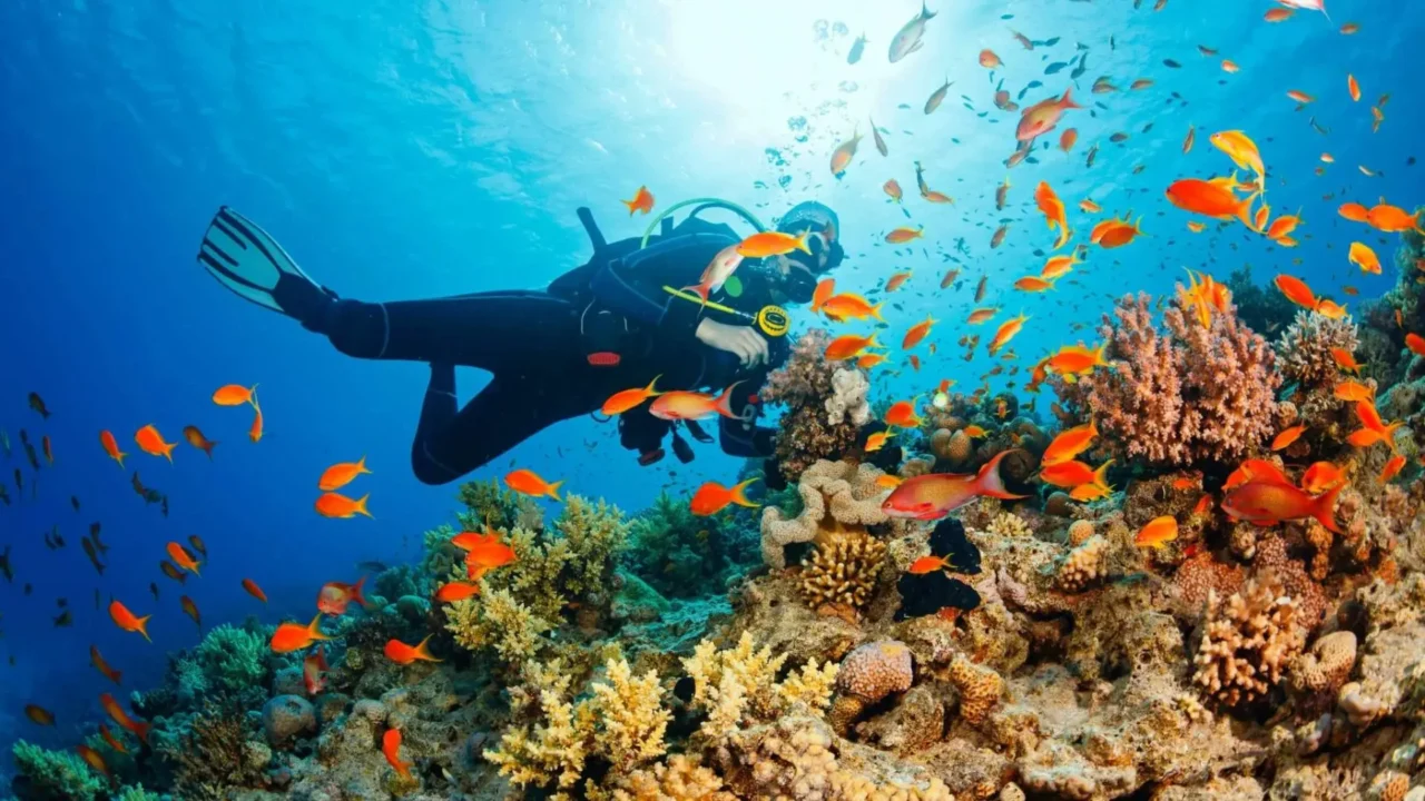 trải nghiệm họa động lặn ngắm san hô đầy thú vị tại bãi dứa