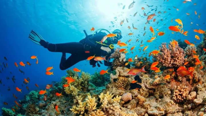 trải nghiệm họa động lặn ngắm san hô đầy thú vị tại bãi dứa