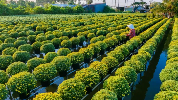 Tour quýt hồng Lai Vung tham quan Làng hoa Sa Đéc Đồng Tháp