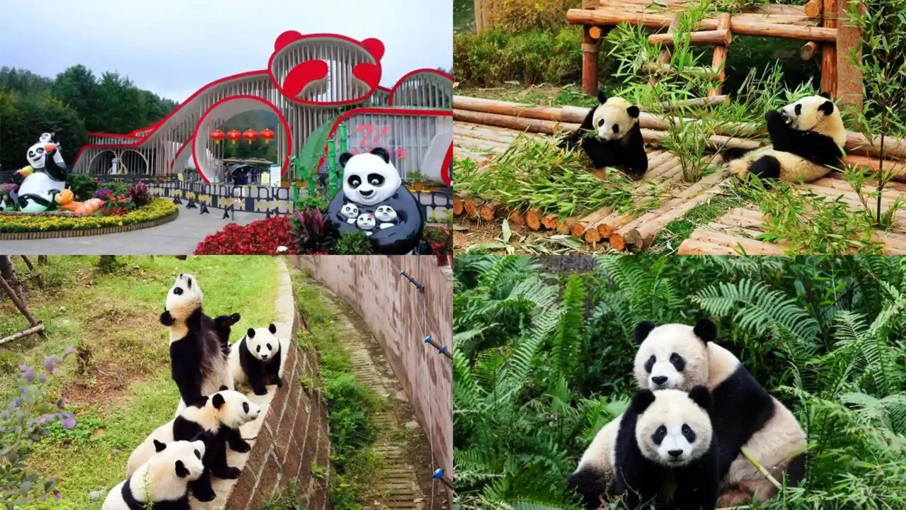 tour-thanh-do-nu-cuoi-me-kong-cong-vien-gau-truc-thanh-do