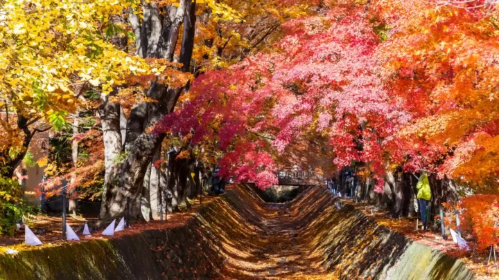 Tour Tokyo mùa thu đường hầm lá phong Momiji Kairo đỏ rực như lửa