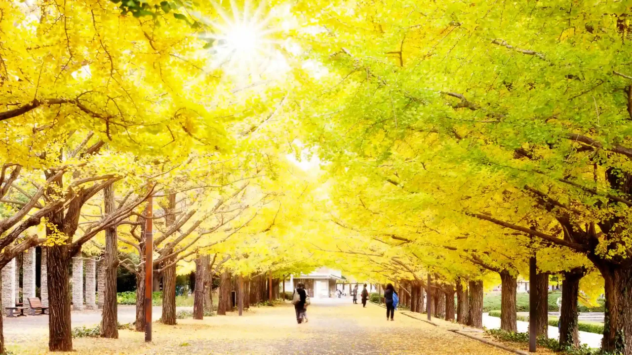 Tour Tokyo Meiji Jingu Gaien con đường cây ngân hạnh vàng óng mùa thu