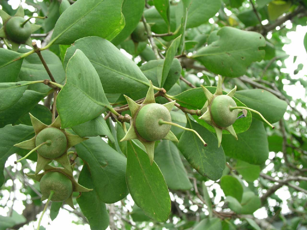 trái cây miền Nam theo mùa