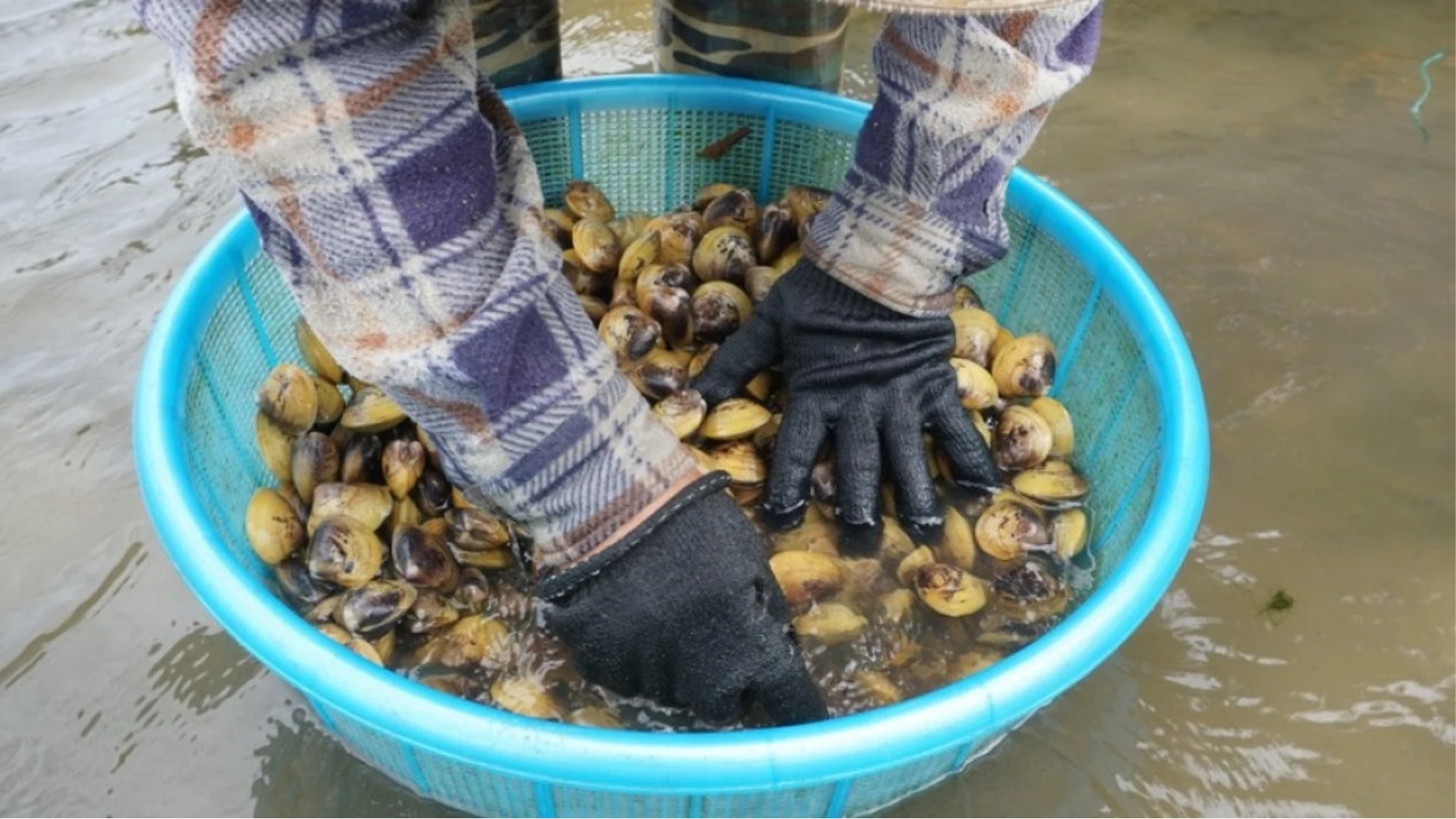 Trải nghiệm làm ngư dân Đất Mũi với thau vọp vừa mò được