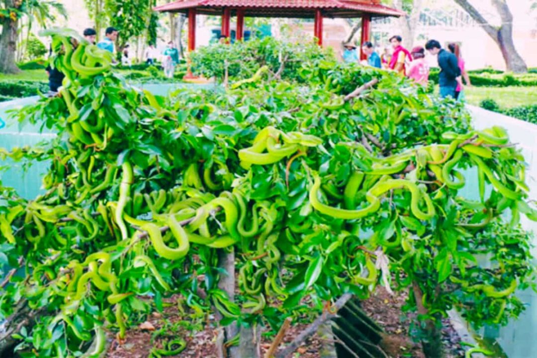 Nụ Cười Mê Kông