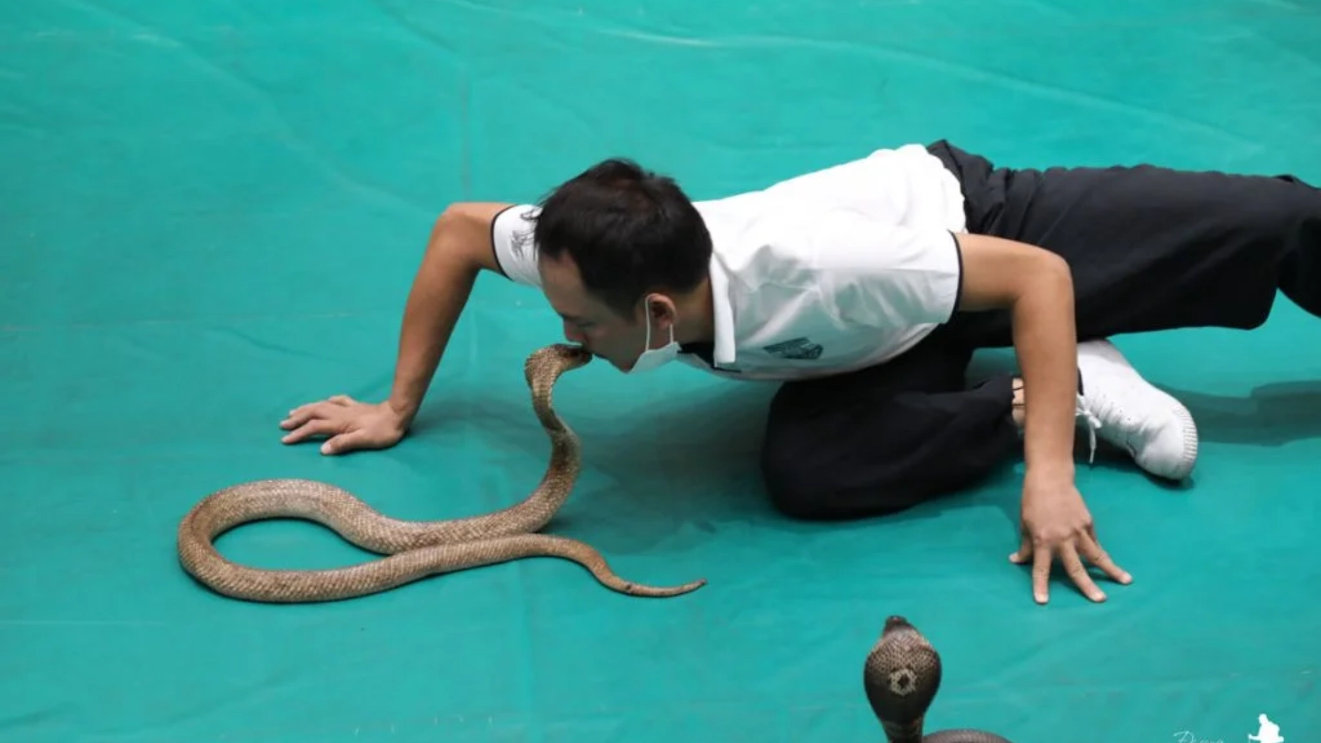 Trại rắn Thái Lan 