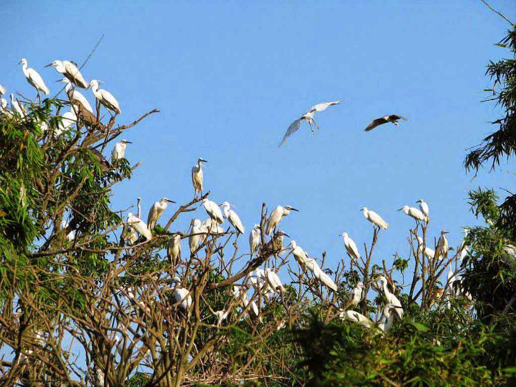 Trảng chim nhiều không đếm xuể tại vườn Quốc gia U Minh