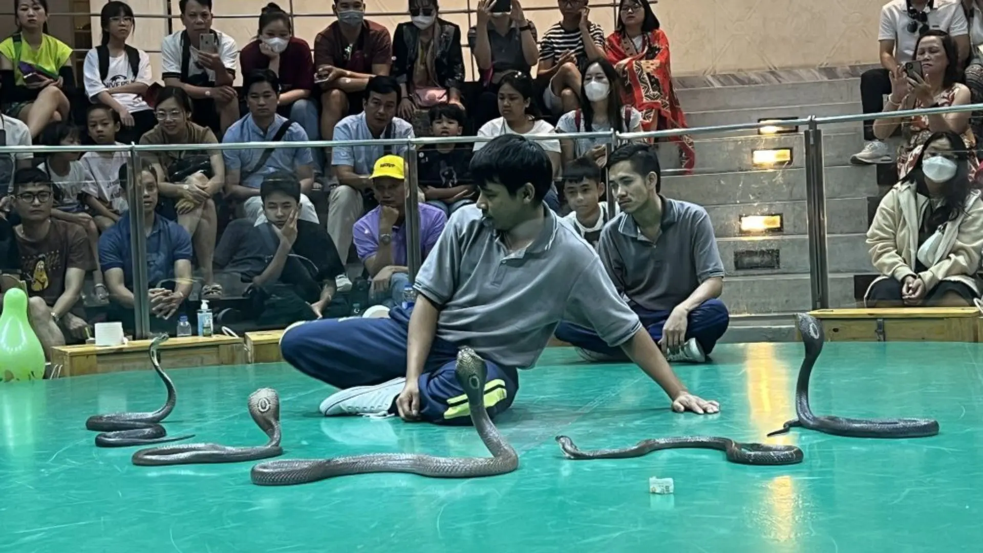 Biểu diễn tại trung tâm nghiên cứu rắn độc hoàng gia Thái Lan