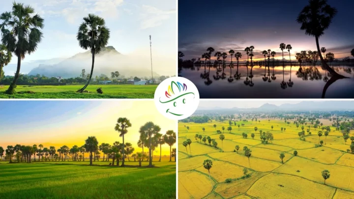 Vẻ đẹp nguyên sơ của cánh đồng thốt nốt