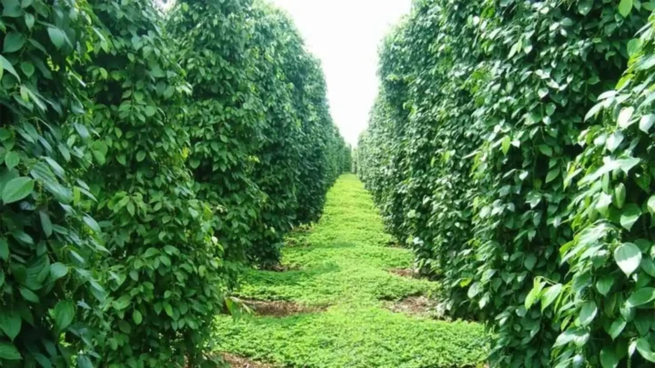 tìm hiểu kỹ thuật trồng và thu hoạch tại Vườn Hồ tiêu Phú Quốc