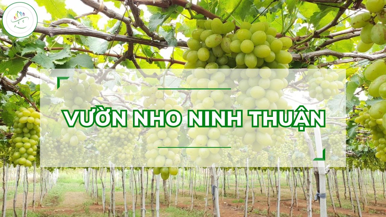 Vườn nho Ninh Thuận AVT