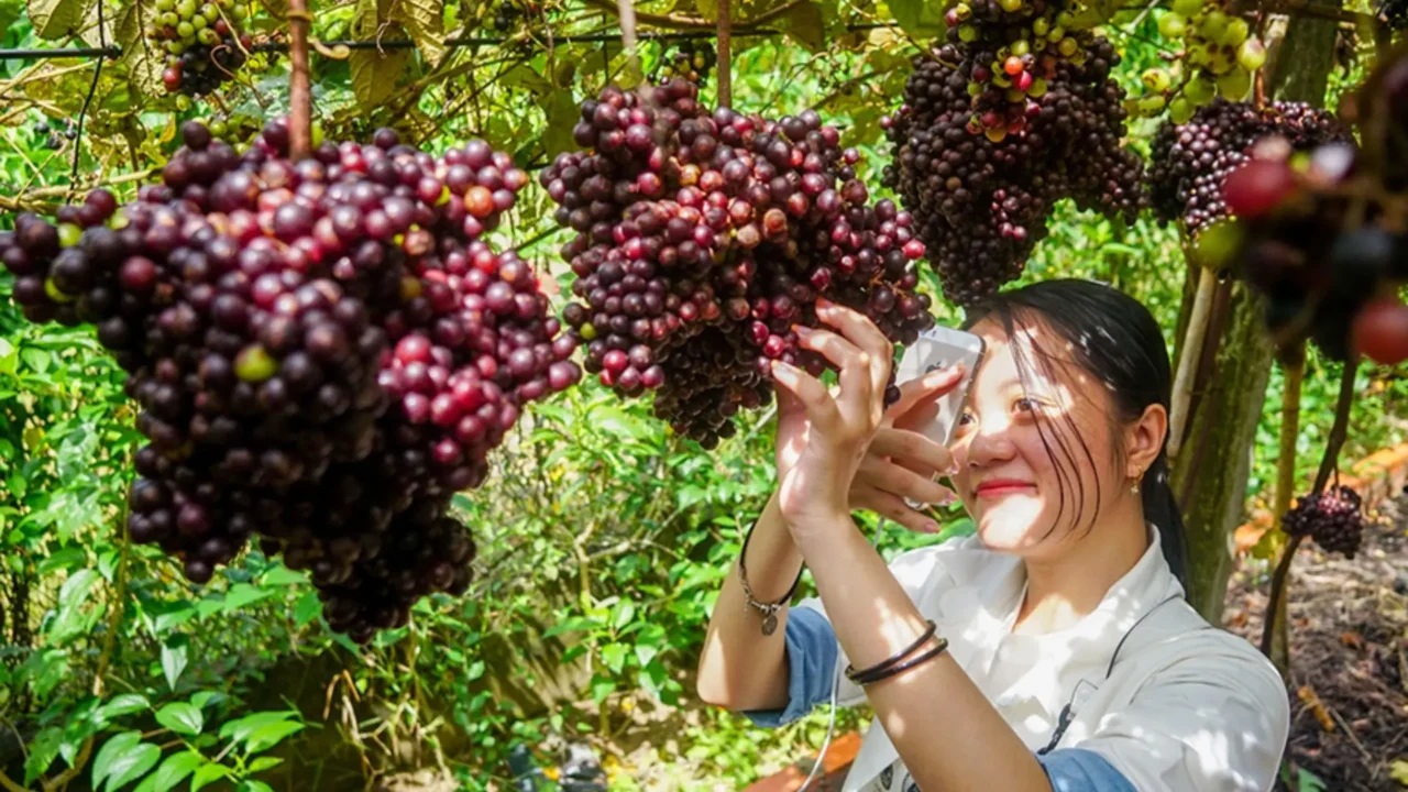 tham quan và chụp ảnh tại vườn nho tây ninh