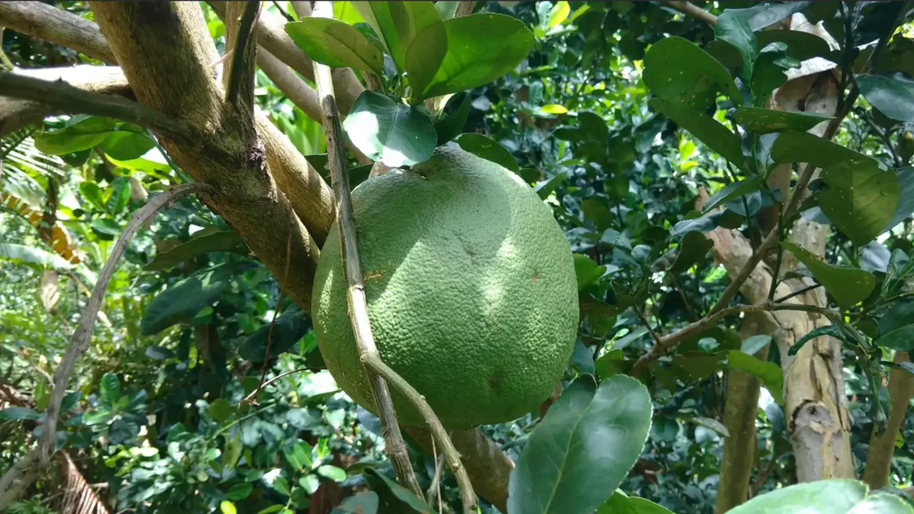 Nụ Cười Mê Kông