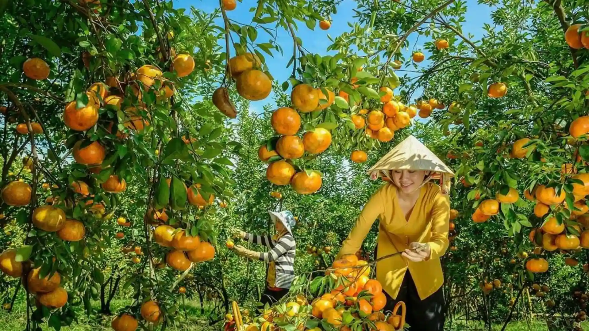 Khu vườn trái cây trĩu quả sai cành tại miền Tây
