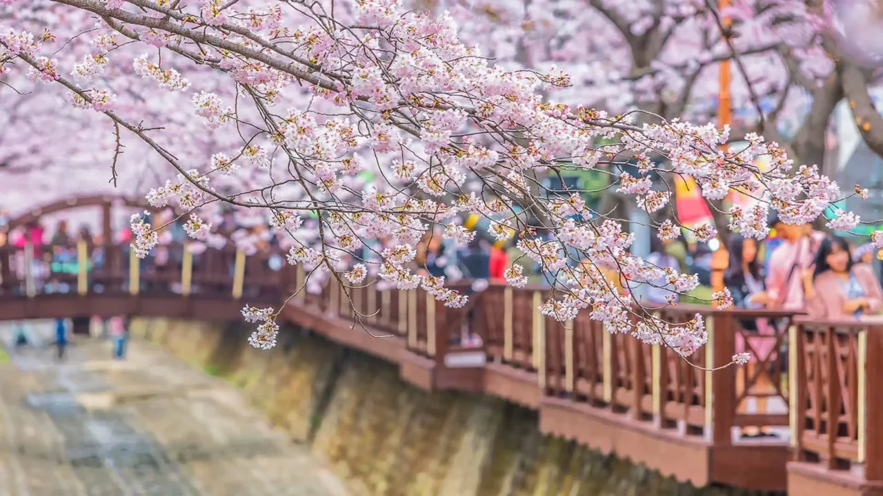 Yeouido – sắc hoa anh đào rực rỡ bên dòng sông Hàn